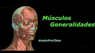 M&uacute;sculos generalidades
