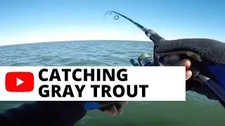 Catching Gray Trout