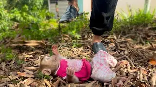 So cute! Monkey YuYu secretly hides from Mom to play outside