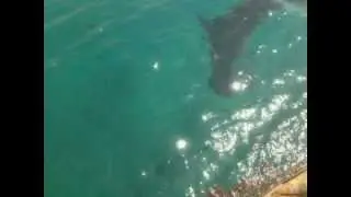 Hope Dolphin Comes Back