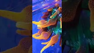 elite reef Colorado sunburst