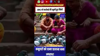Bombay High Court said- Feeding pigeons is a problem: It is also a danger to health #shorts #short