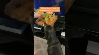 the best dog toy