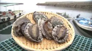瀬戸内海の漁獲量減少に漁師不足&hellip;漁協組合存続をかけた「高級食材・アワビの養殖」　香川・坂出市
