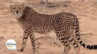 Cheetah Conservation Fund Is the Global Leader in Research & Conservation of Cheetahs
