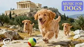 12 Hours of Dog Calming Music for Dogs 🐾 Gentle Healing Sounds • Dog Music for Anxiety & Deep Sleep