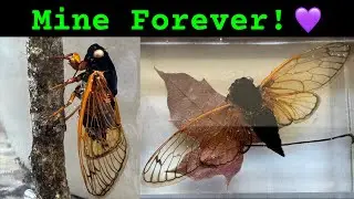 I Collected & Preserved 2024  Periodical Cicadas in Resin
