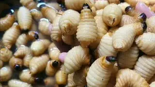 Asian food ,Cooking coconut worms