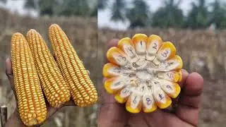 Advanta Seeds - PAC741 Malayalapatti village  Yield Differentiation  #agriculture #maize #farmer 