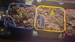 Let&rsquo;s Grow Bell Peppers🌶🫑:Seed starting Spring Garden Series  #gardenjourney #springactivities 