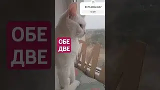 Две белых кошки с разными глазами... #catshorts #shortsyoutube #magiccats #cutecat #белаякошка