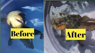 How to save your Gold fish before dying