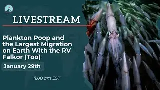 Plankton Poop and the Largest Migration on Earth With the RV Falkor (Too)