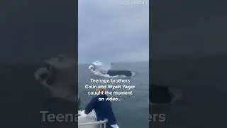 Whale hits boat