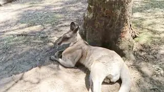 Muscle pack Kangaroo #shorts
