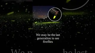 enjoy the last moment😔 #fireflies firefli❤️
