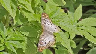The Goodness Garden Butterfly House at Epcot Flower & Garden Festival 2018, Walt Disney World