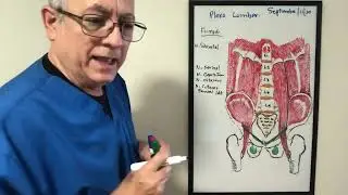 Nervio Femoral, Nervio cutaneofemoral lateral.  Meralgia parestesica