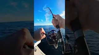 Bluefin Tuna Spin Gear Offshore Fishing