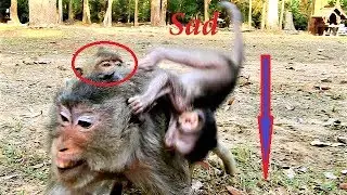 Pity Maci monkey!  Very bad mom Merry makes Baby Maci falldown/  Why mom Merry careless like this?