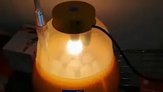 Incubare le uova ed avere pulcini gratis