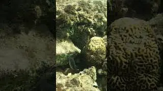 Cantigaster fish #snorkeling #underwater #fish #nature