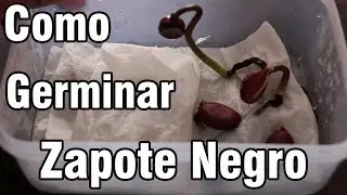 Como Germinar semillas de ZAPOTE NEGRO || M&eacute;xico Verde