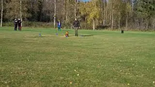 Ottos debut i Lydnad klass 1 Gävle BK den 10/10-20. Vinst med 302,5 poäng och uppflytt.