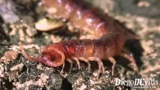 Cryptops hortensis - Centipede (Chilopoda - Scolopendromorpha)
