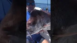 Big Snapper on the Shads 5 inch Flyin Fish in Pilchard colour #snapper #snapperfishing #fishing #aus