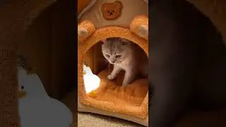 This Little House Is Too Cozy #dhgate #dhgatefinds #coolgadgets