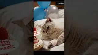 ,#CatBirthday, #Heartwarming,#InspiringPets, #CatLovers,#HospitalCat