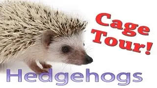 Hedgehog Cage Tour