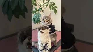 POV: You're a cat with a bigger wardrobe than your owner 👗🐱 #cat #fashion #petrules