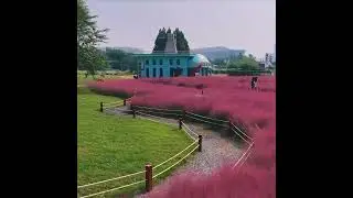 Zhengzhou North Dragon Lake flowers bloomed beautifully. #Zhengzhou