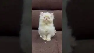 Cheapest price  Extreme punch face kitten #persian #punchface #cat #catlover #catvideos