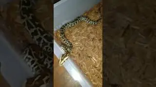 C serpents snake rack