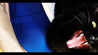 Cats climb a very big tree!　（猫の木登り）