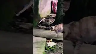 Cat vs snake