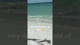 dog afraid of water #water #beach #dog #whatdadogdoin #dogs