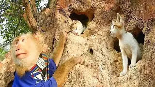 SokYaa Meets a Tiny Cat in the Tree – Unexpected Friendship