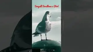 Seagull swallows a bird