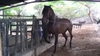 Mi yegua JM Vanidosa empesando en los pilares