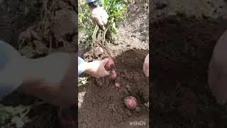 Tratamiento post heladas en pap&aacute;.