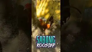 Sabong Rooster , Philippines