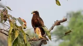 Western marsh harrier,पाणघार, Boisar, Maharashtra, India