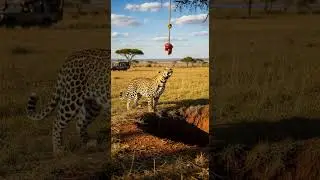 Will silly leopard step into the trap&hellip;or get away just in time #wildlife #nature #safari