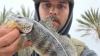 Spottie and Sand Bass Fishing with hookup baits