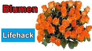 Schnittblumen l&auml;nger haltbar machen &ndash; LIFEHACK &ndash; Blumen frisch halten
