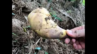假日農夫｜炎炎夏日挖綠竹筍bamboo shoots